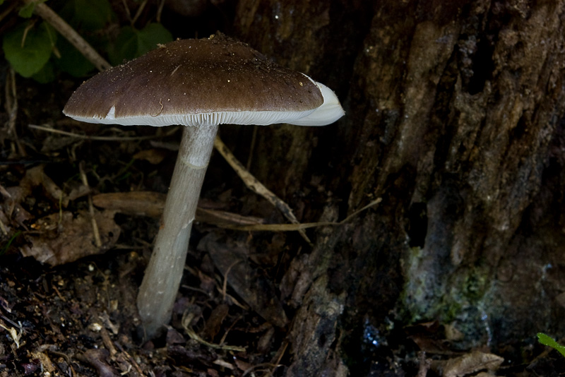 Pluteus cervinus